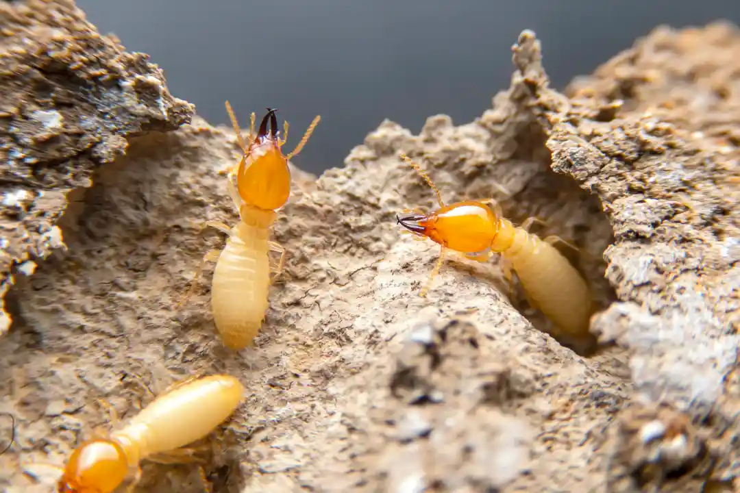 Affordable Termite Removal Logan, OH Affordable Termite Removal Logan, OH