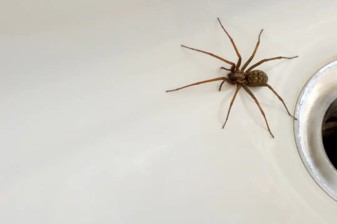 Experienced Spider Removal Logan, OH Experienced Spider Removal Logan, OH