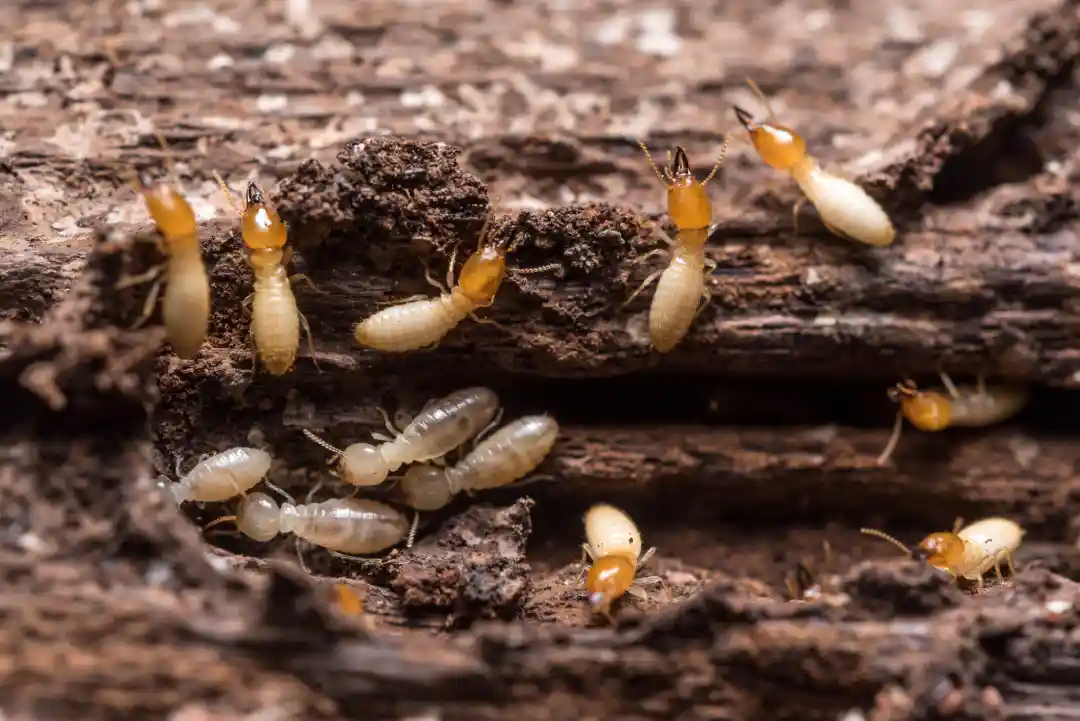 Top-rated Termite Removal Logan, OH Top-rated Termite Removal Logan, OH